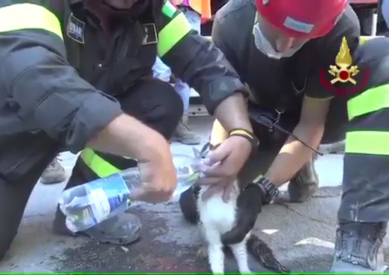 &nbsp; Terremoto amatrice i vigili del fuoco salvano una gattina rimasta 6 giorni sotto le macerie