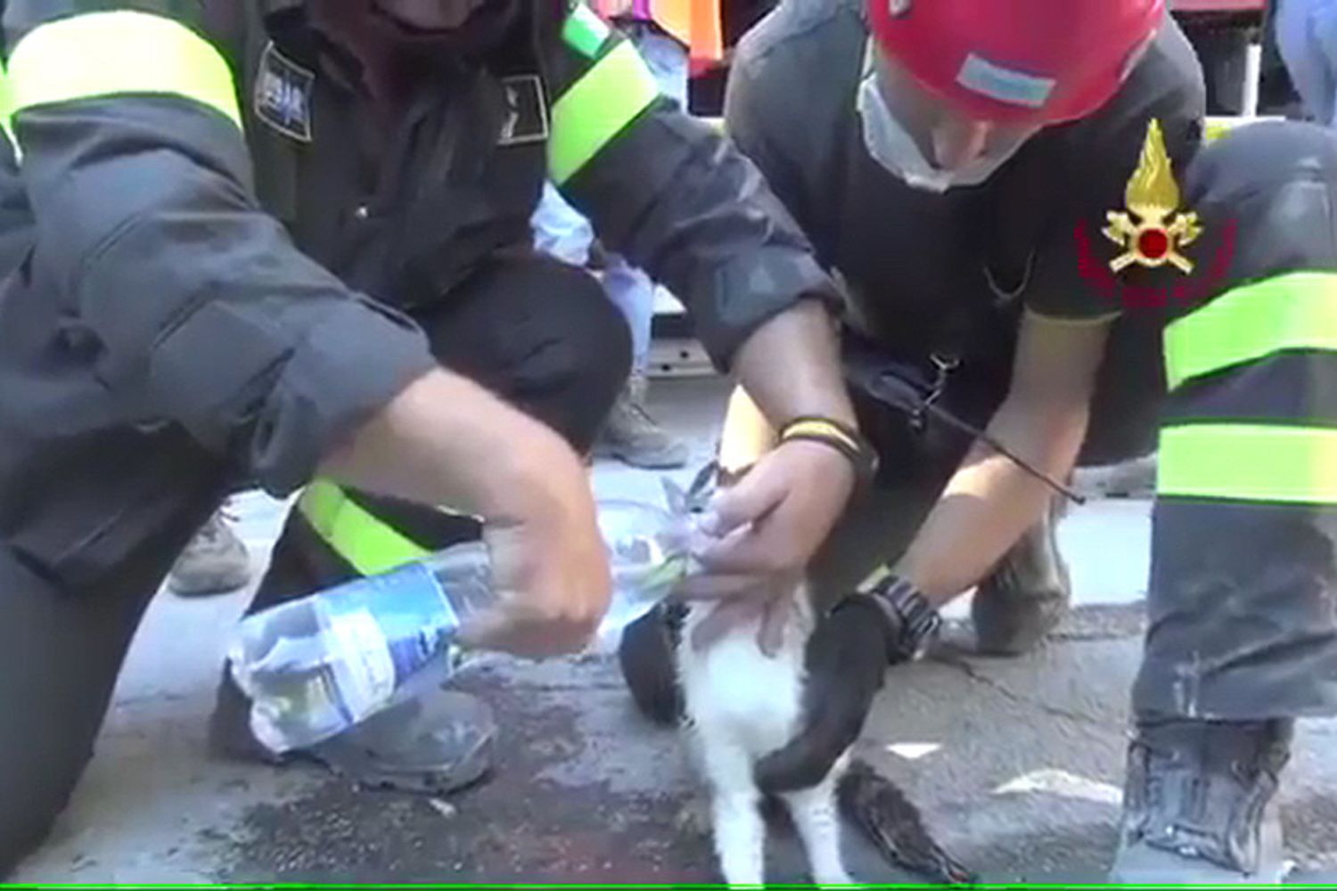 &nbsp; Terremoto amatrice i vigili del fuoco salvano una gattina rimasta 6 giorni sotto le macerie