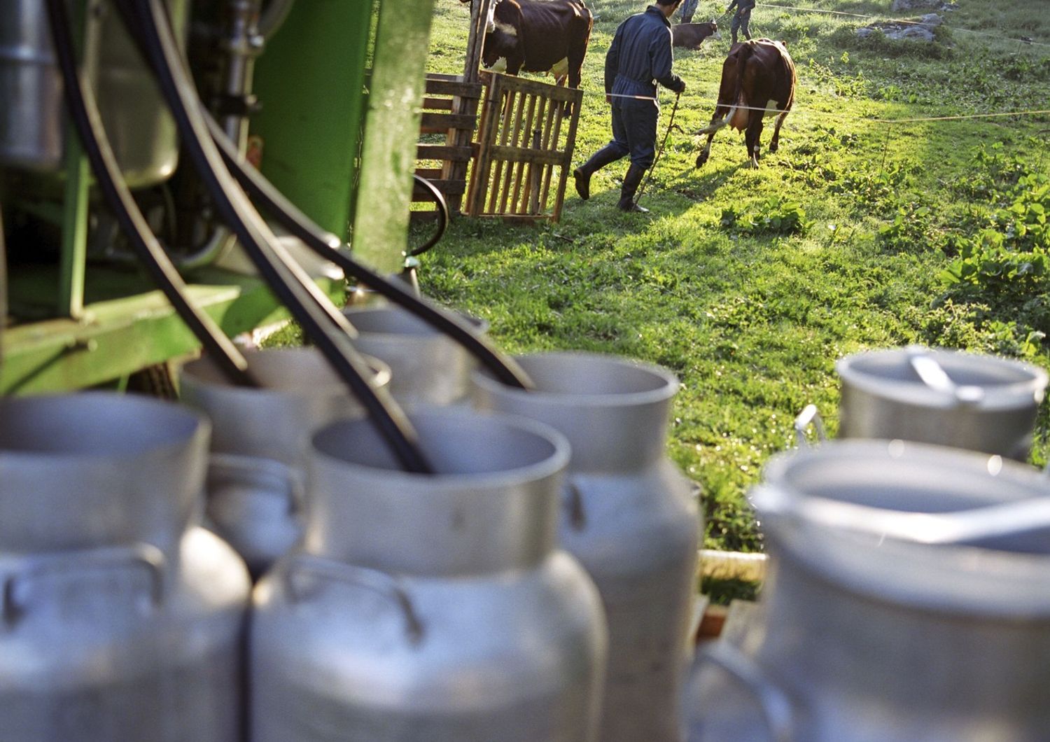 &nbsp;Latte produzione stalle