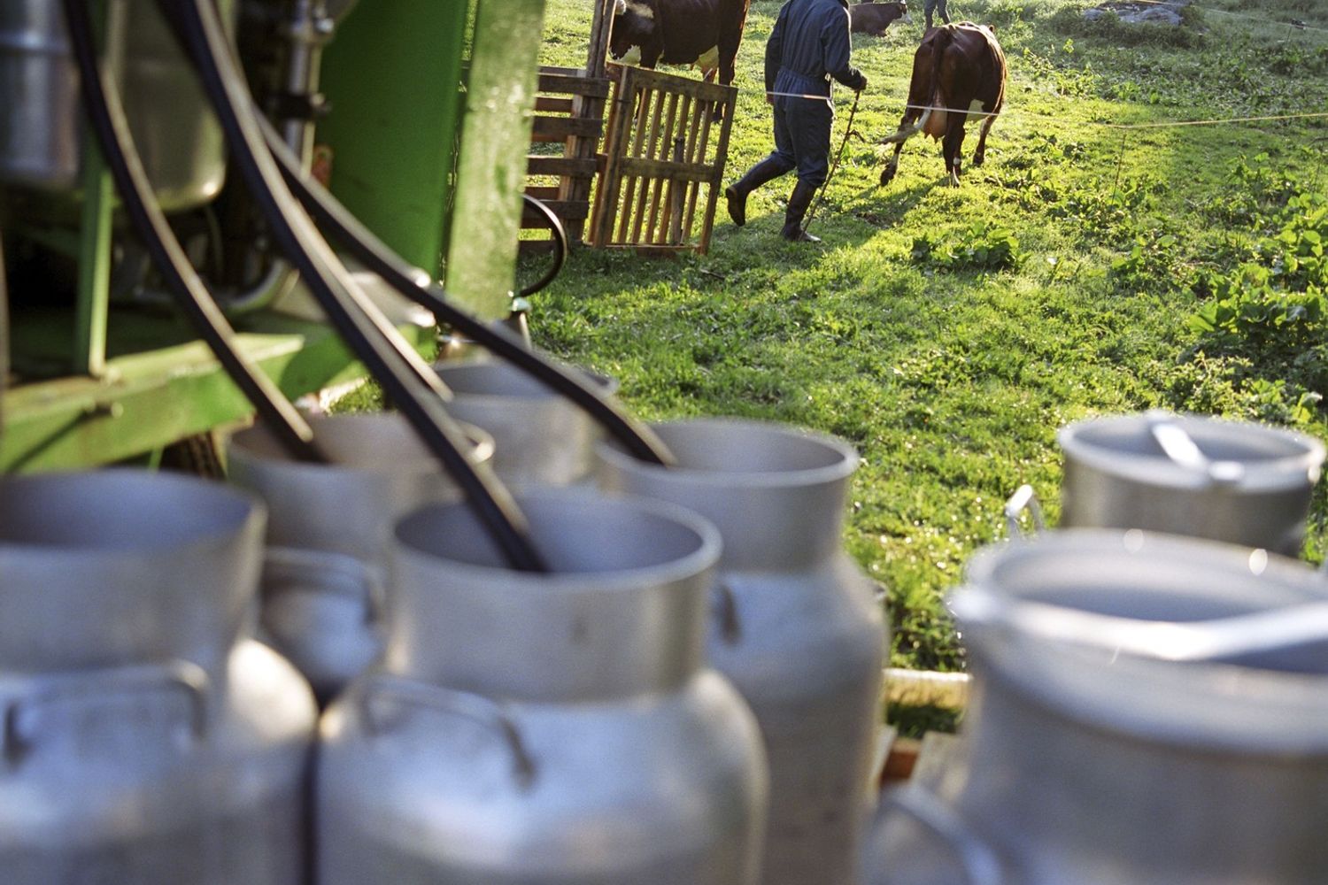 &nbsp;Latte produzione stalle