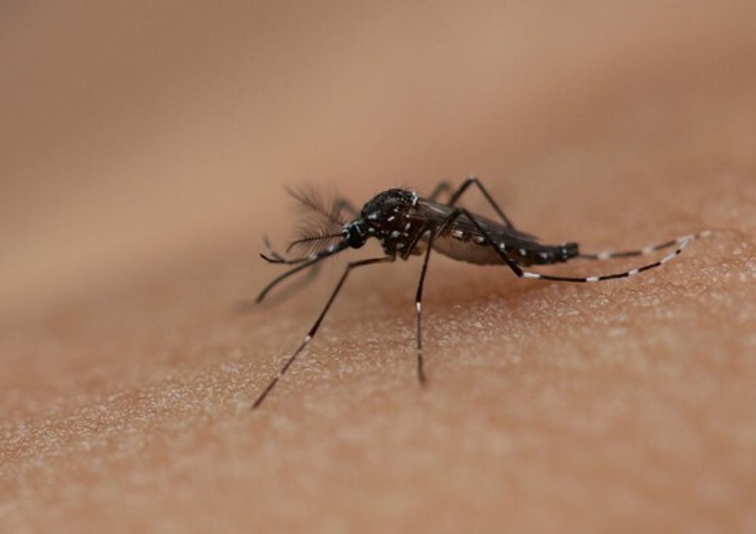 Zanzara dengue - afp