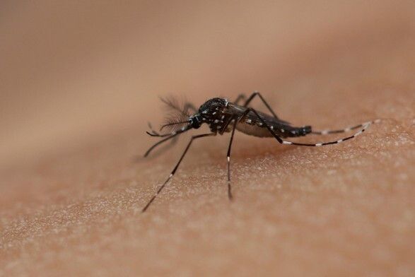 &nbsp;Zanzara dengue - afp