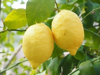 &nbsp;limoni