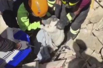 &nbsp;Vigili fuoco salvo gattino