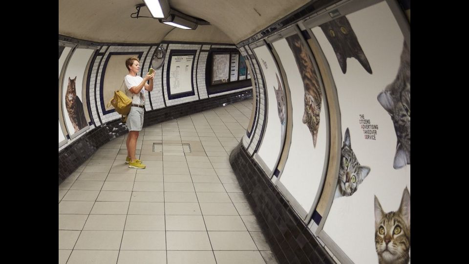 &nbsp;Foto gatti invadono metro di Londra, &quot;basta pubblicit&agrave;&quot;