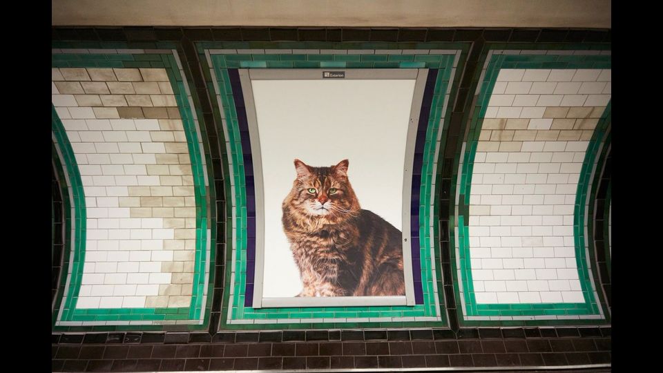 &nbsp;Foto gatti invadono metro di Londra, &quot;basta pubblicit&agrave;&quot;