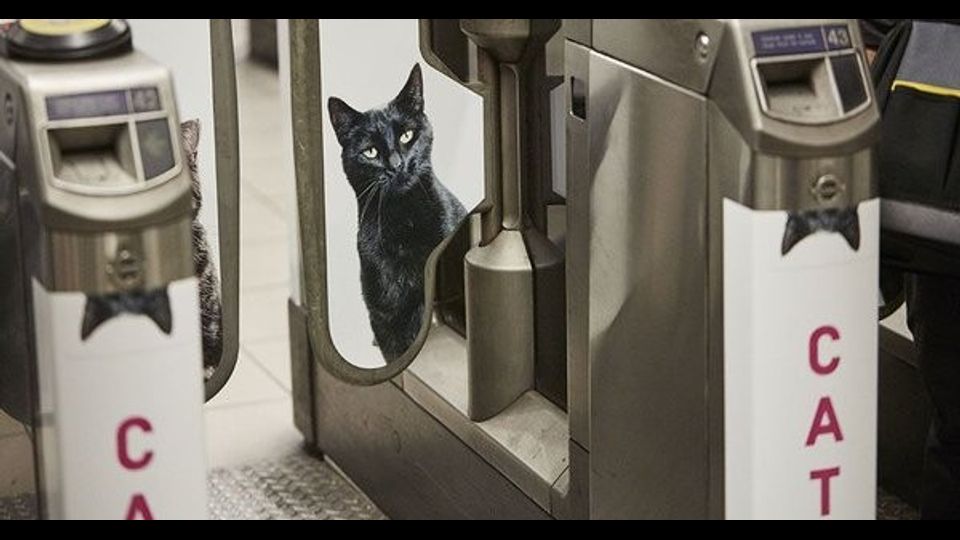 &nbsp;Foto gatti invadono metro di Londra, &quot;basta pubblicit&agrave;&quot;