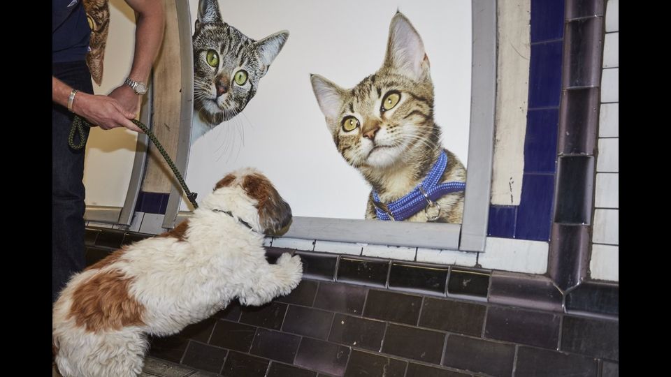 &nbsp;Foto gatti invadono metro di Londra, &quot;basta pubblicit&agrave;&quot;