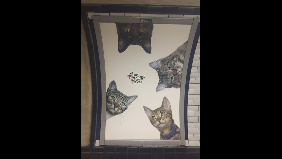 &nbsp;Foto gatti invadono metro di Londra, &quot;basta pubblicit&agrave;&quot;
