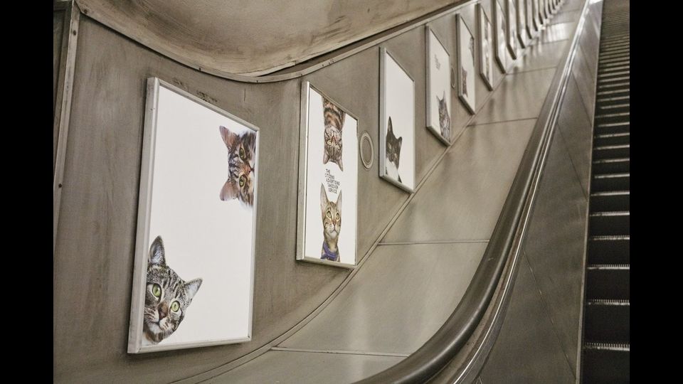 &nbsp;Foto gatti invadono metro di Londra, &quot;basta pubblicit&agrave;&quot;