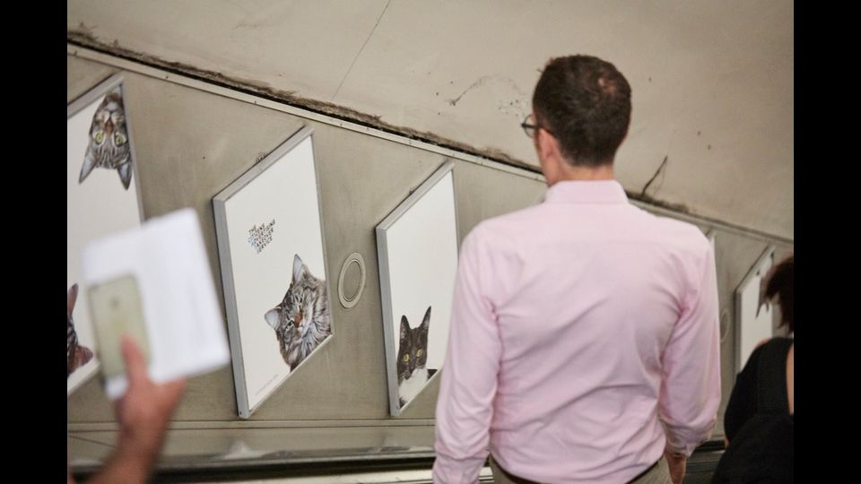 &nbsp;Foto gatti invadono metro di Londra, &quot;basta pubblicit&agrave;&quot;