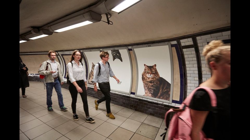&nbsp;Foto gatti invadono metro di Londra, &quot;basta pubblicit&agrave;&quot;