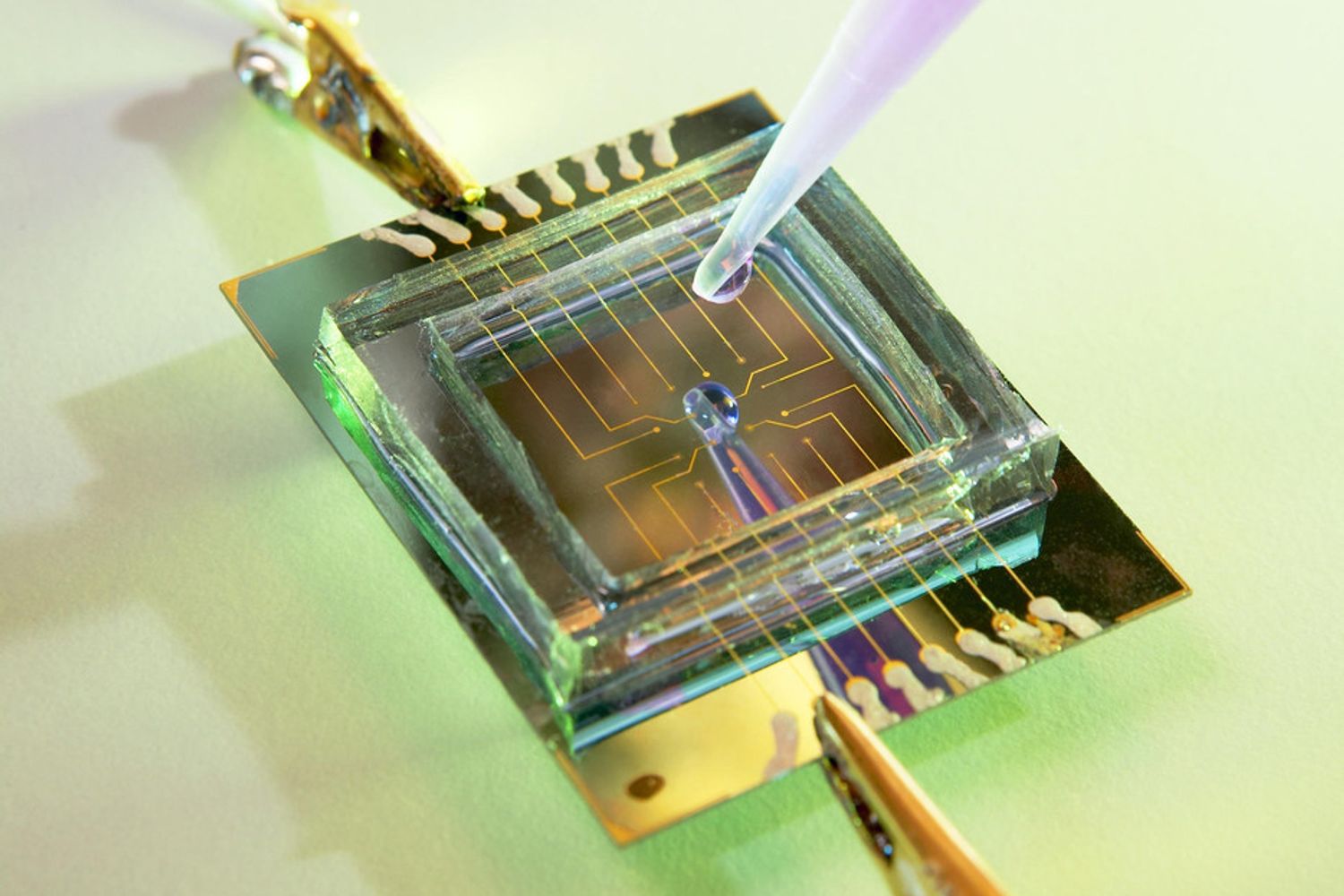 &nbsp;ricerca coltura cellulare (Agf)