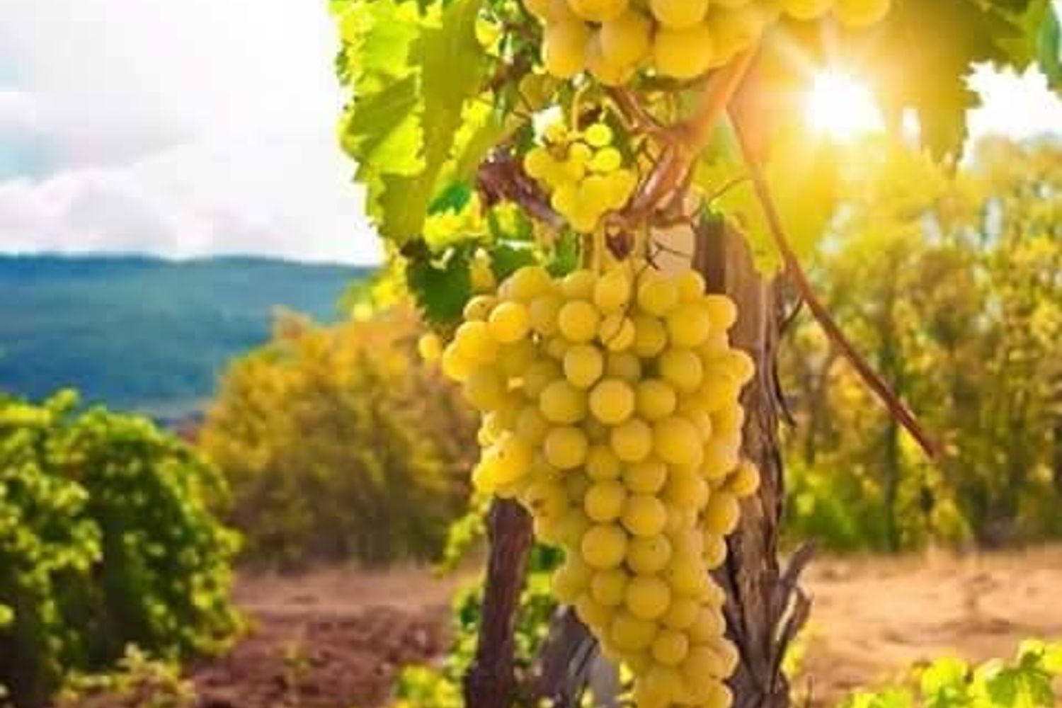 &nbsp;uva vigna vigneto