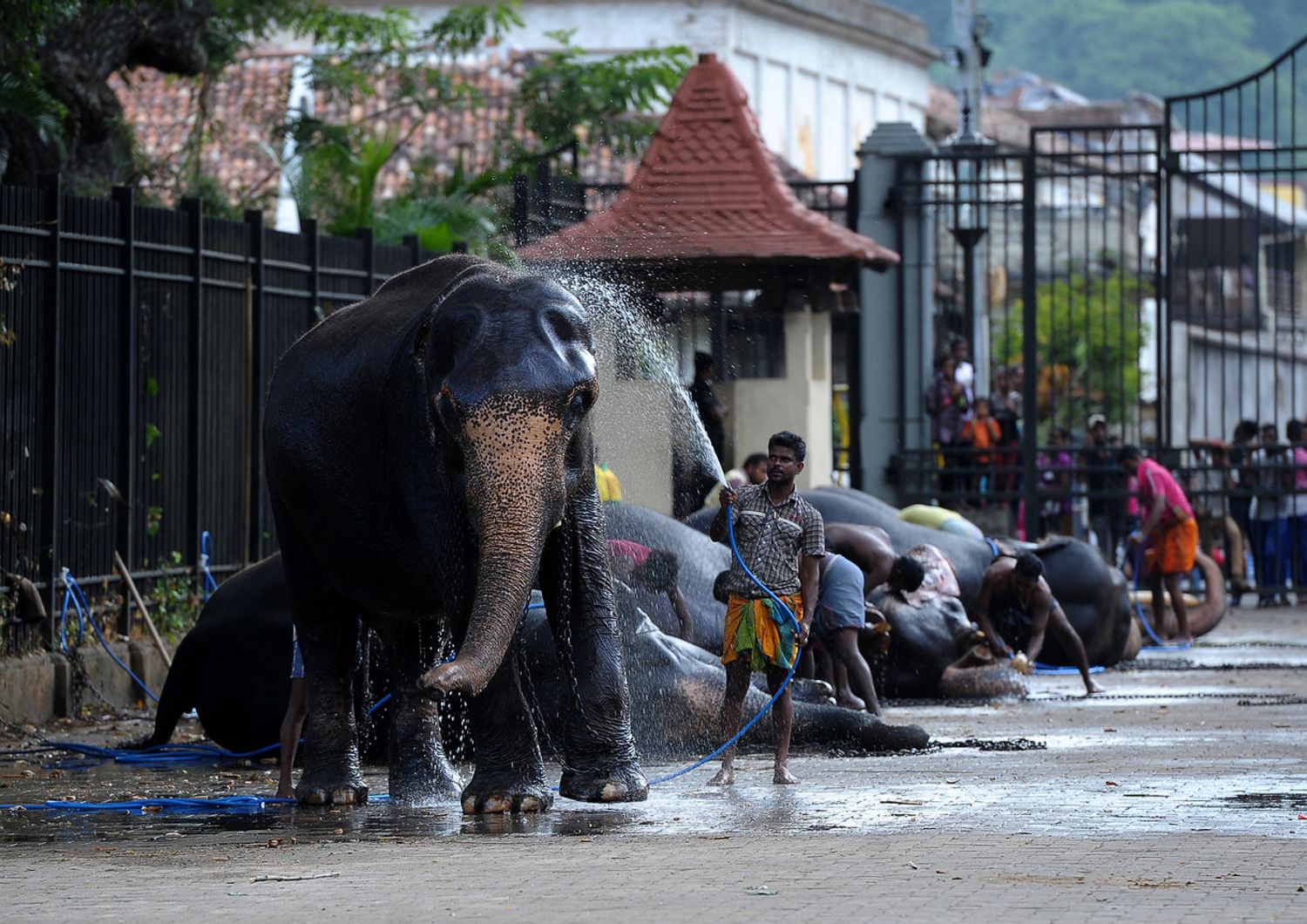 Sri Lanka elefanti (Afp)&nbsp;