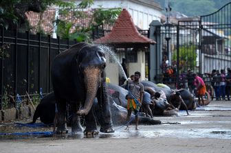 Sri Lanka elefanti (Afp)&nbsp;