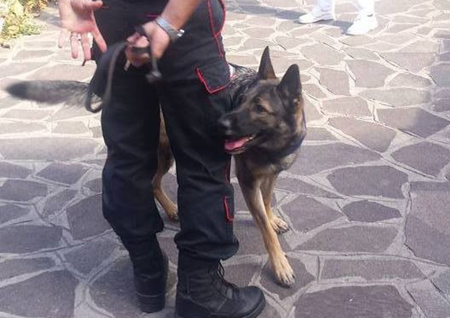 Unit&agrave; cinofila dei Carabinieri