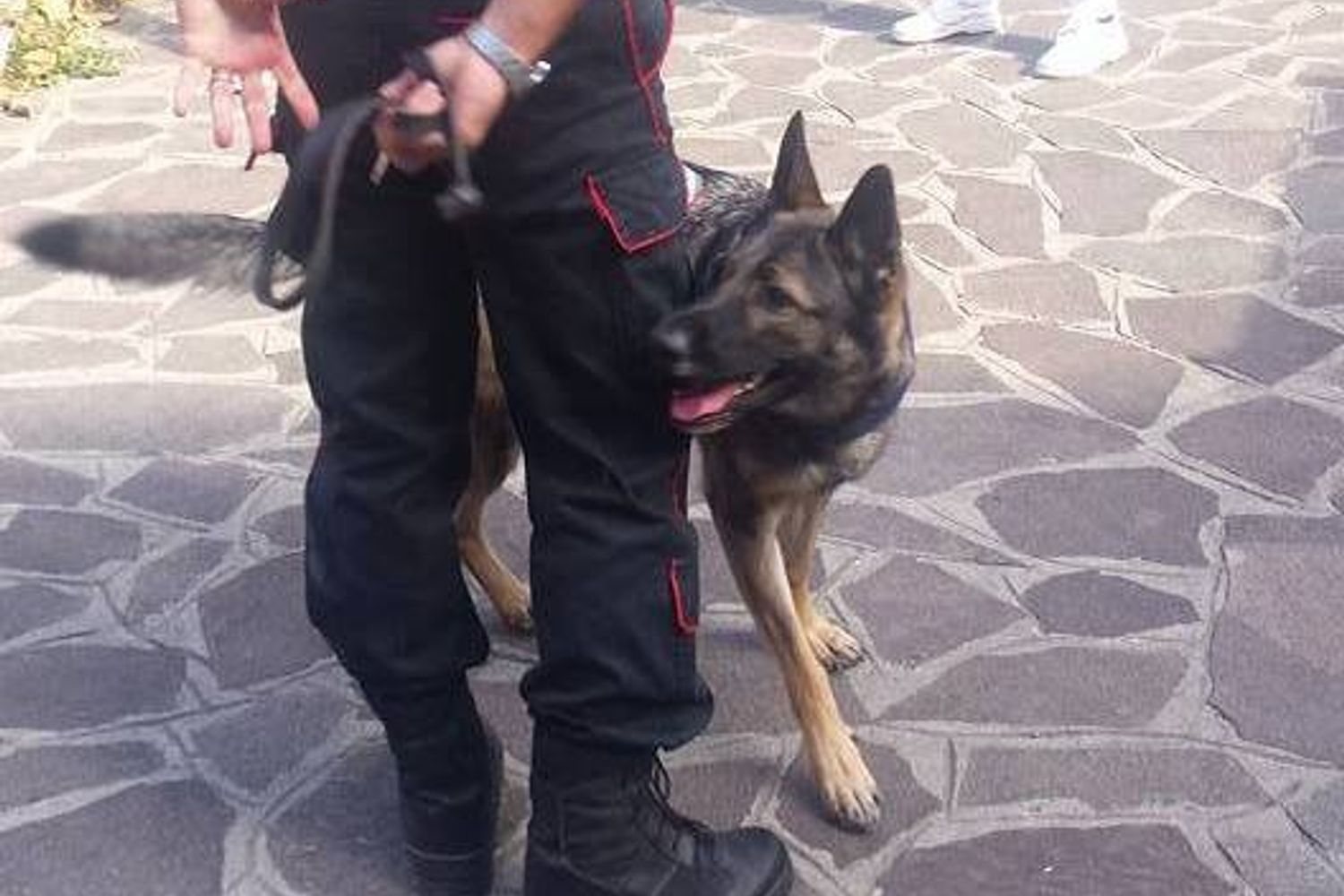 Unit&agrave; cinofila dei Carabinieri