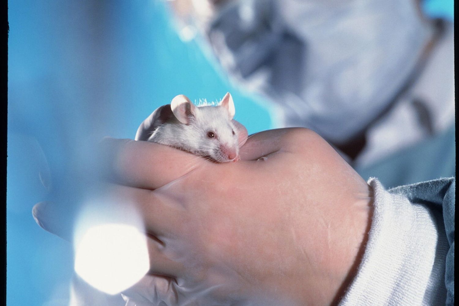 topo laboratorio ricerca (Agf)