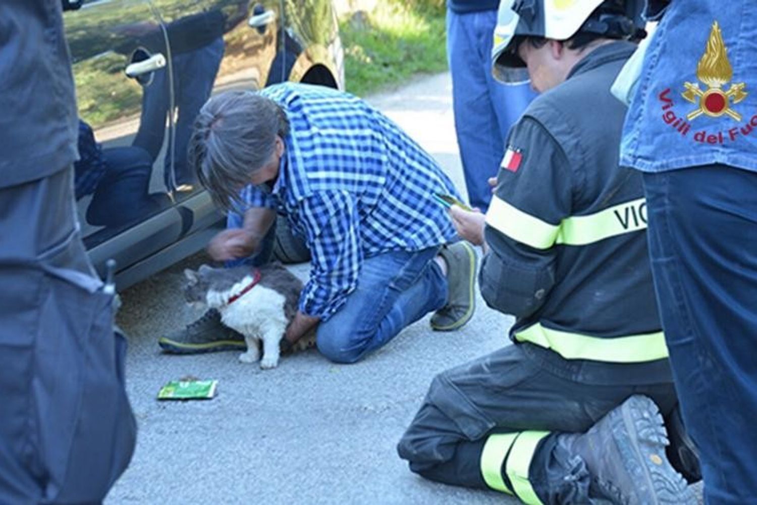 &nbsp;Terremoto Amatrice, gatto Rocco salvato dai Vigili del Fuoco