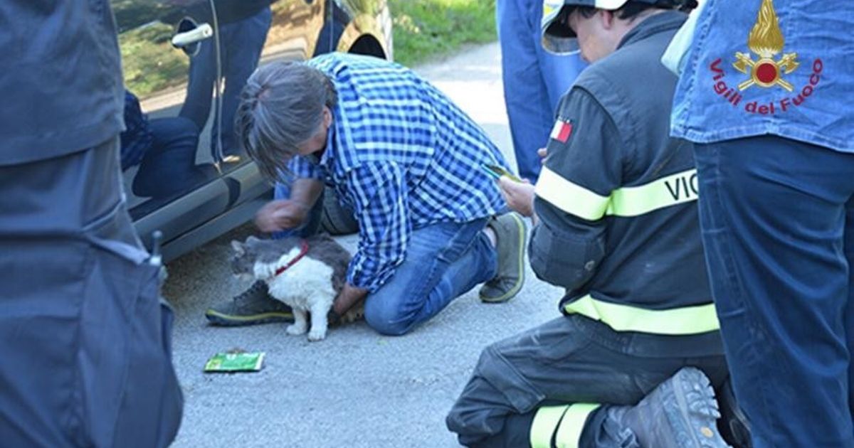 Gatto Rocco salvo 32 giorni dopo il sisma