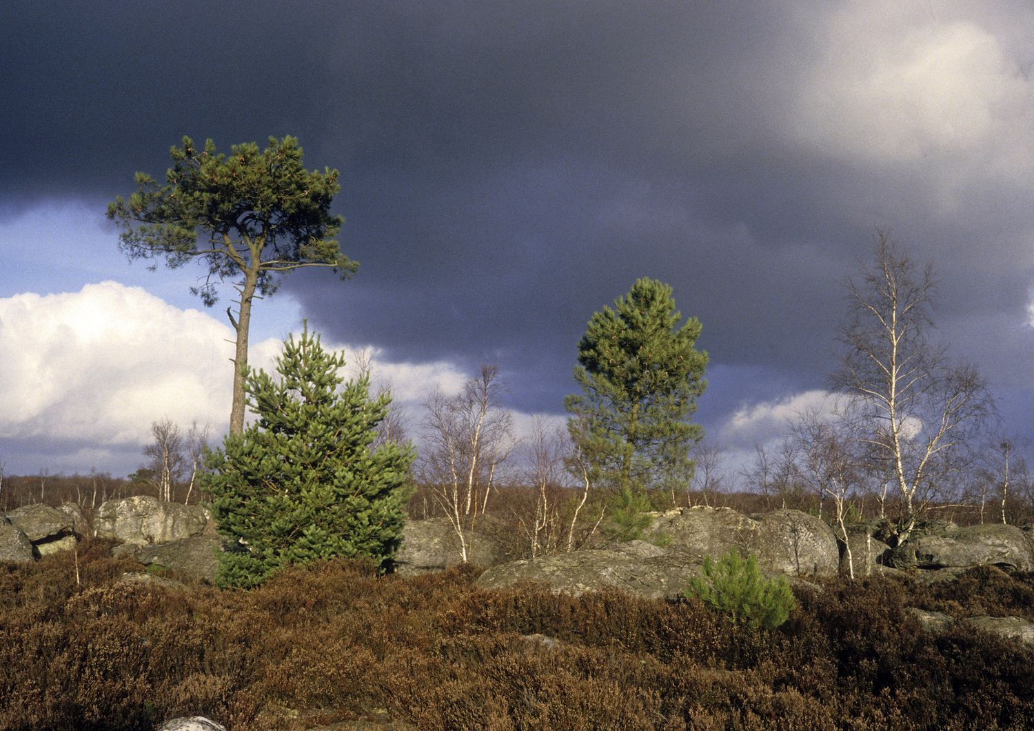 Aereo scarica kerosene su foresta Fontainebleau, polemica in Francia