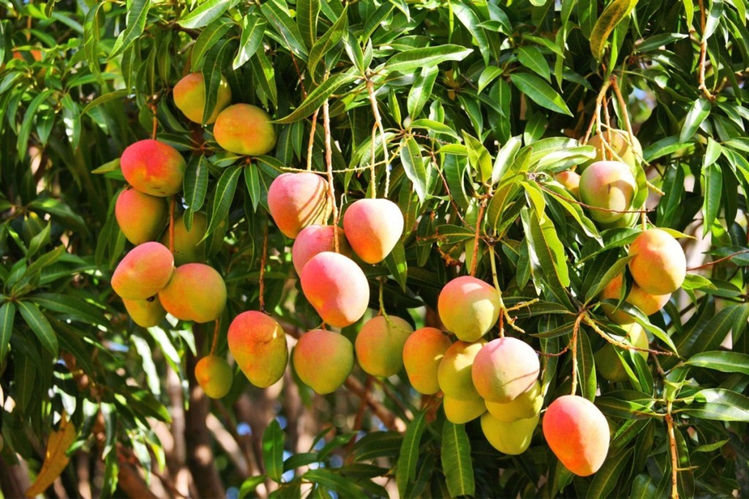 mango&nbsp;