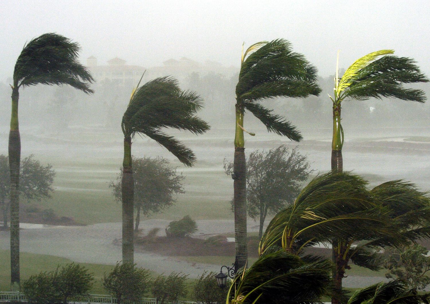 &nbsp;Uragano, tempesta, vento, palme