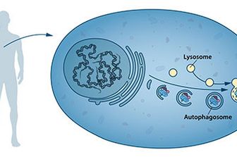 &nbsp;Autofagia comportamenti cellule (Premio Nobel)