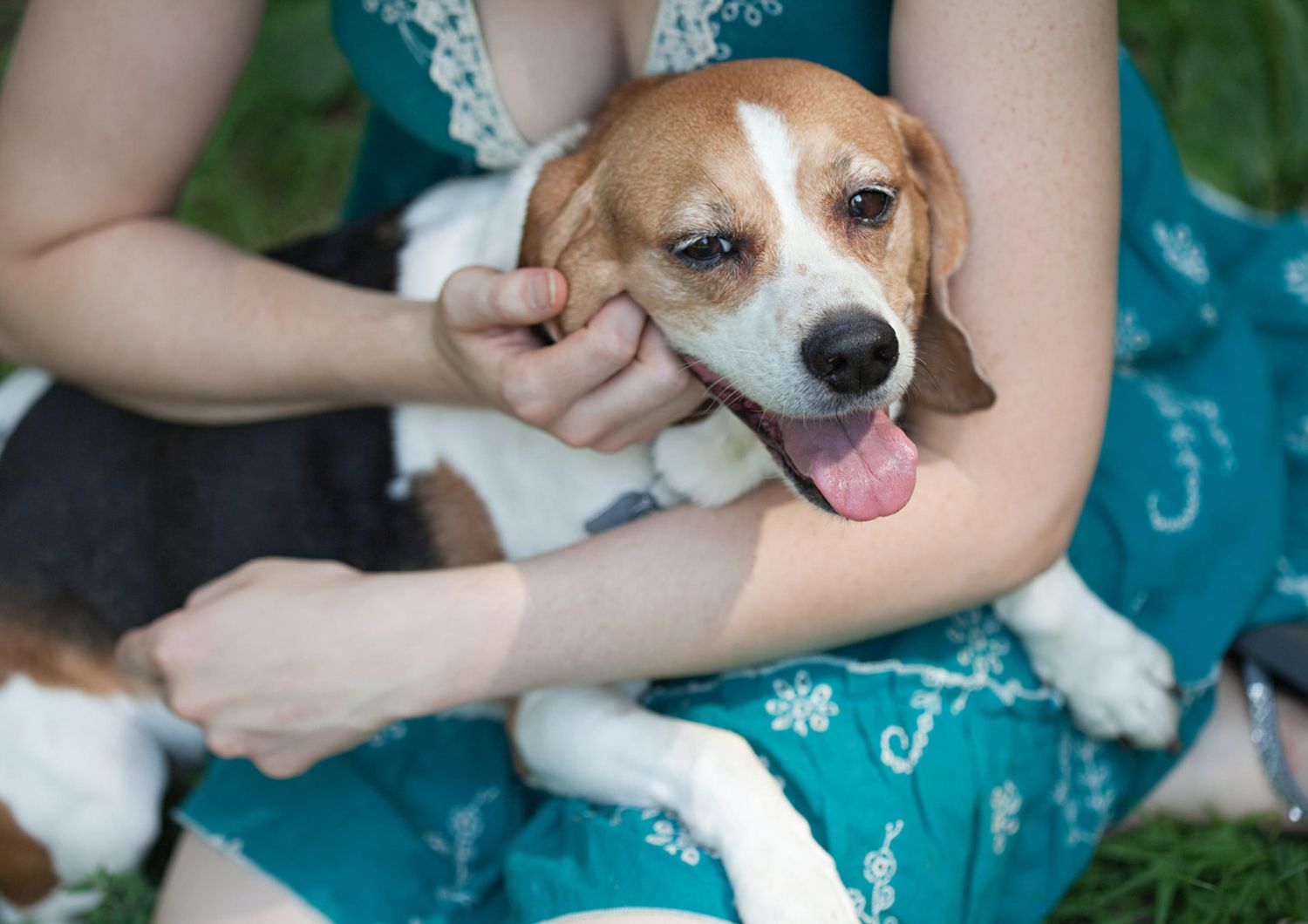 &nbsp;cane di razza beagle (Agf)