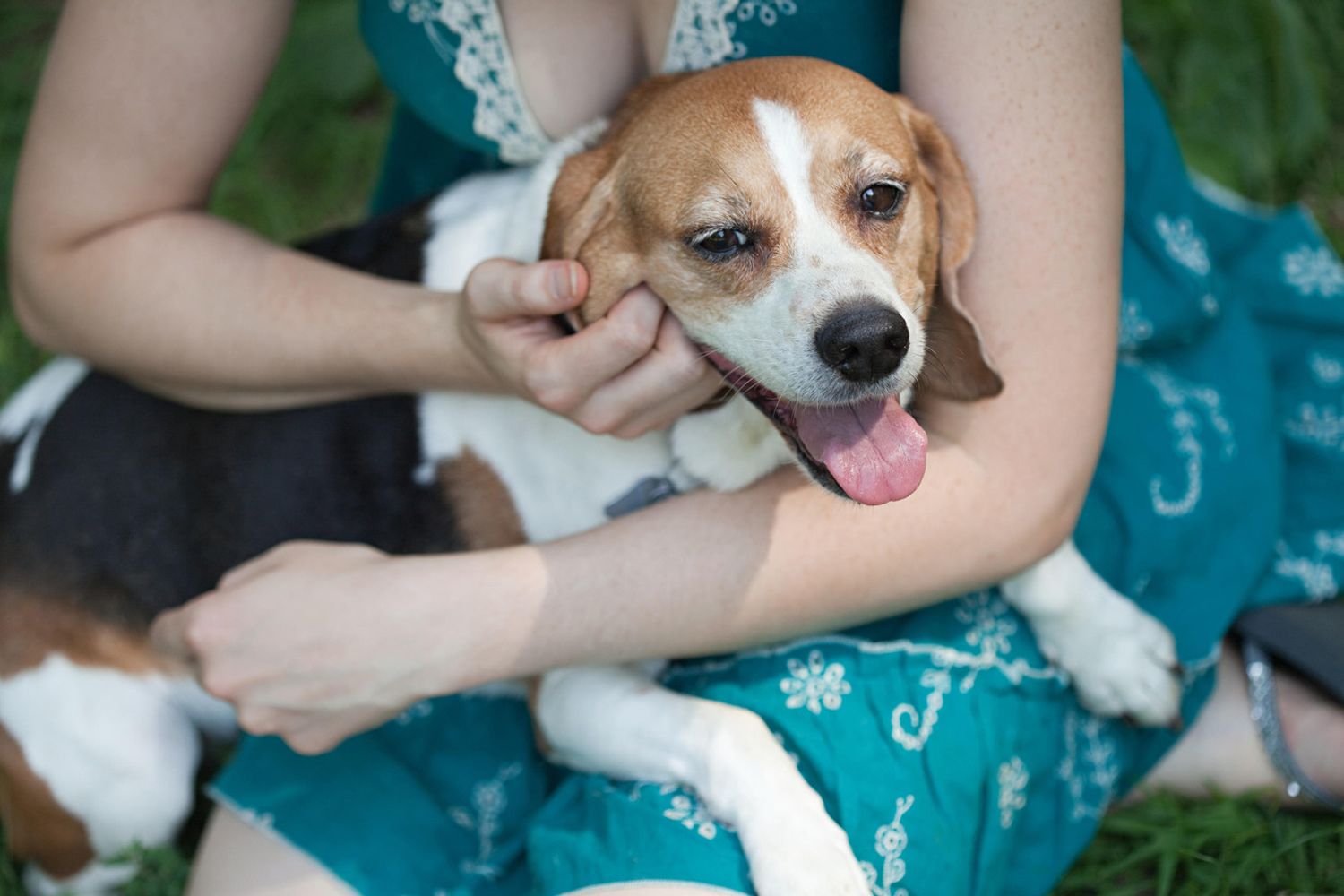 &nbsp;cane di razza beagle (Agf)