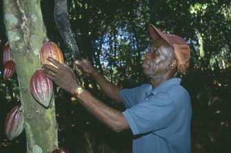 &nbsp;pianta di cacao (Agf)