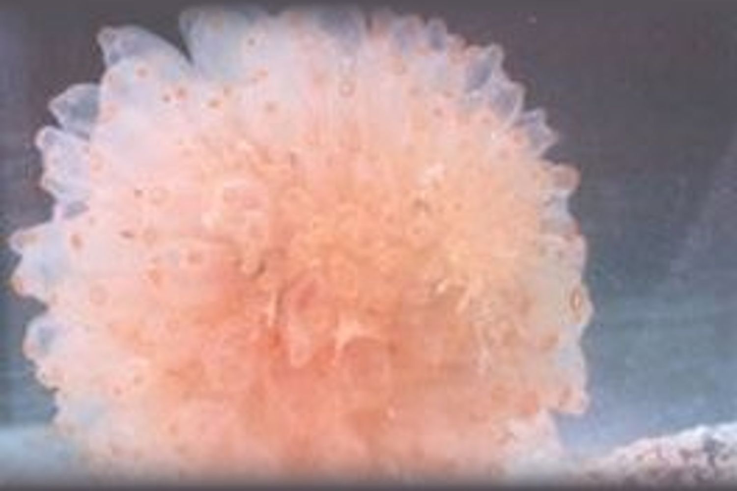 Ecteinascidia turbinata (afp)&nbsp;