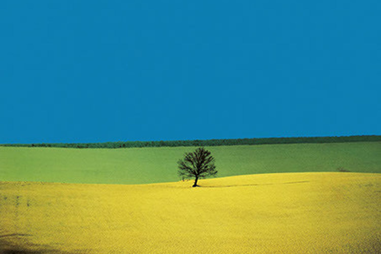 Franco Fontana&nbsp;