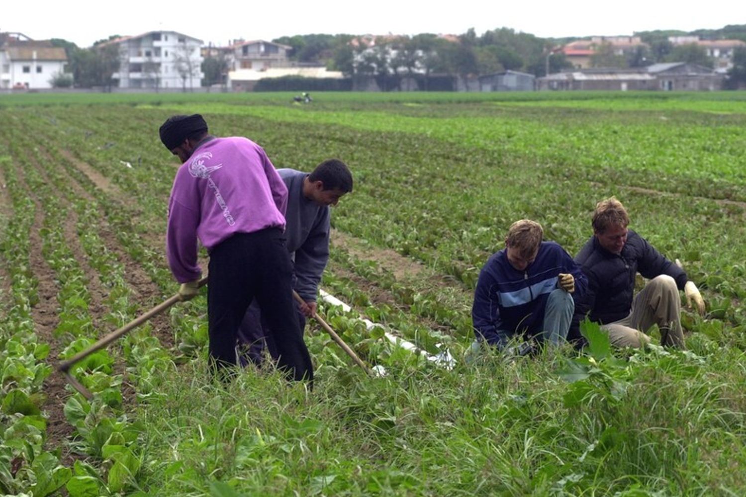 &nbsp;lavoro nei campi