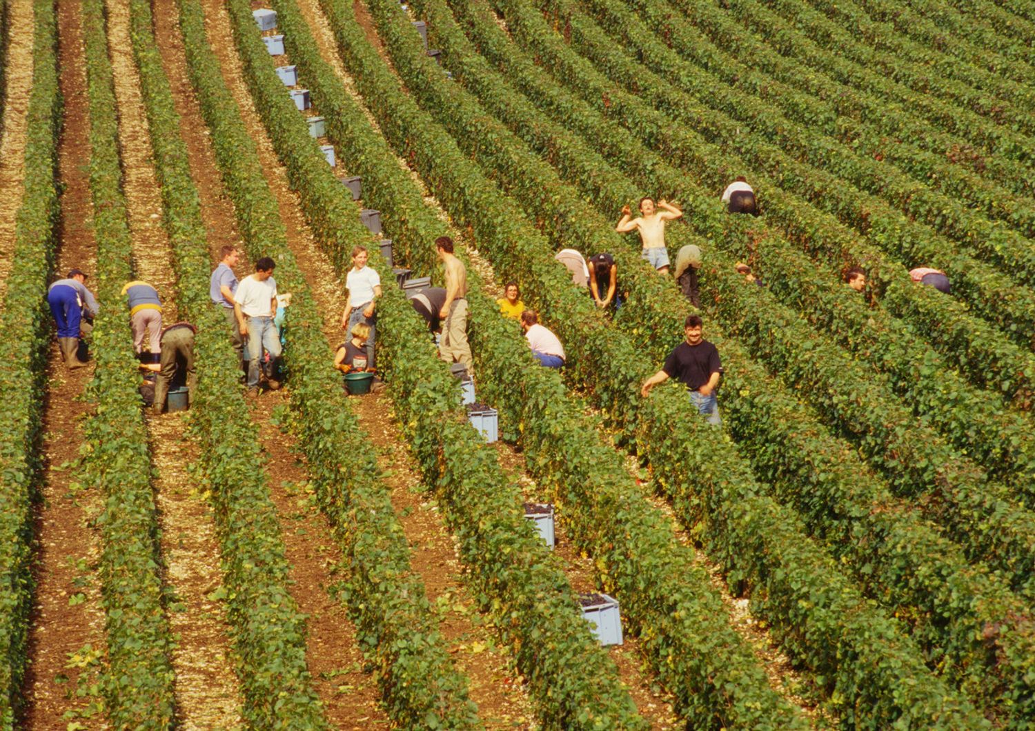 lavoro campo agricoltura (Agf)