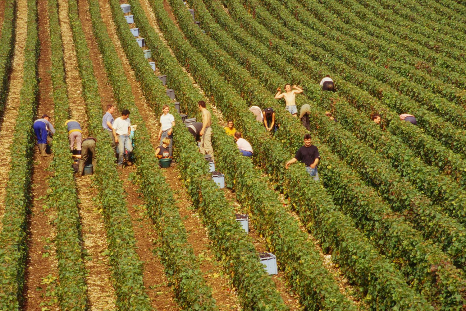 lavoro campo agricoltura (Agf)