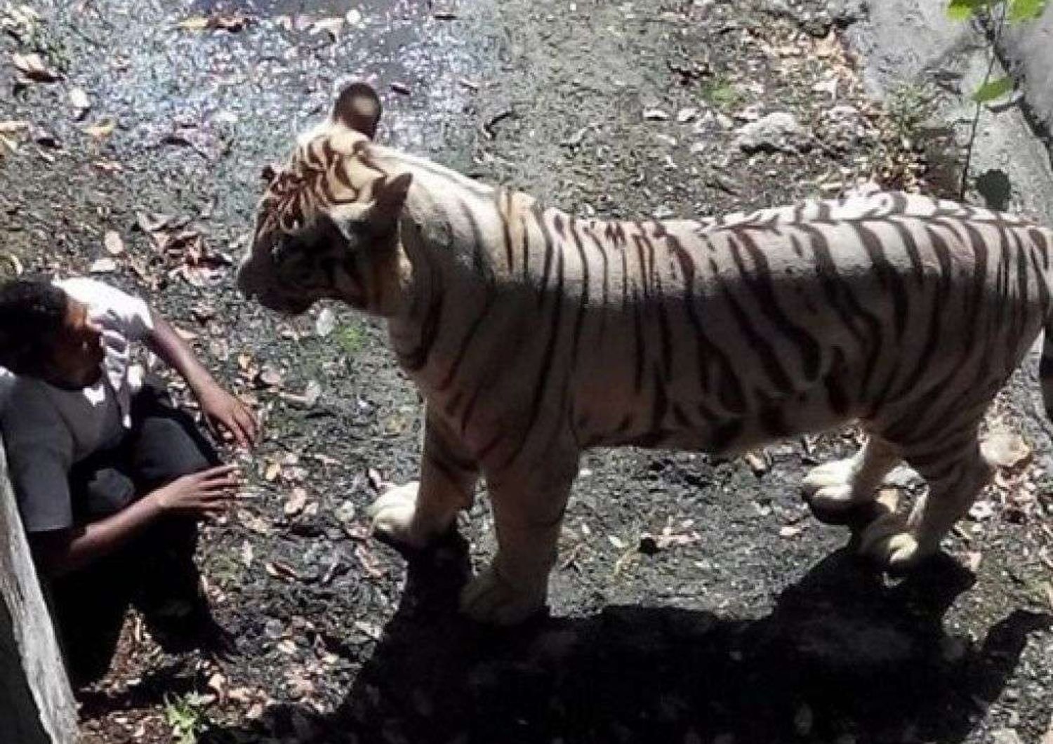 India: bimbo 12 anni sbranato da tigre bianca, 15 minuti di agonia - Video