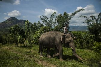 &nbsp;Elefante (afp)