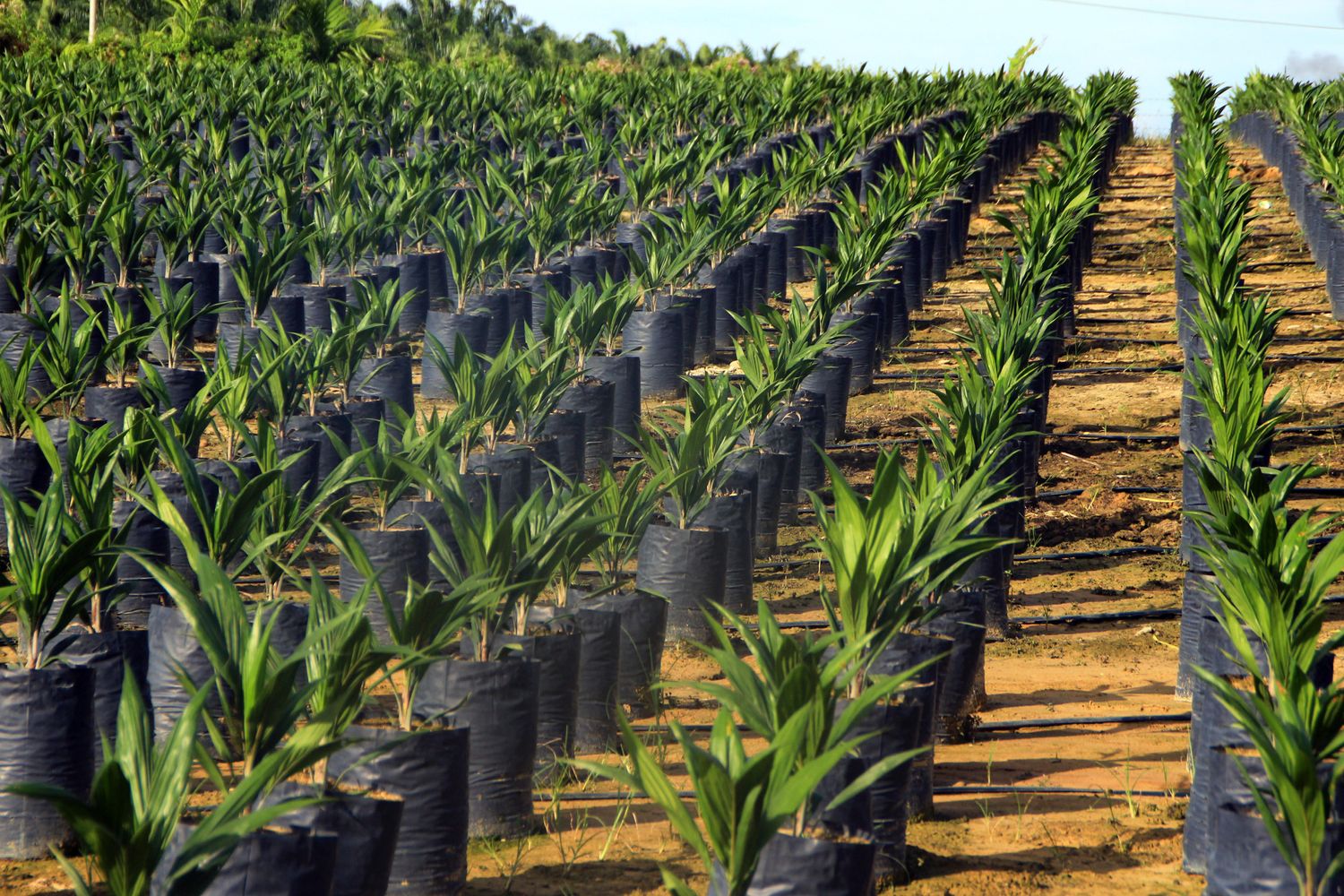 olio palma (Agf)&nbsp;