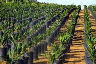 olio palma (Agf)&nbsp;