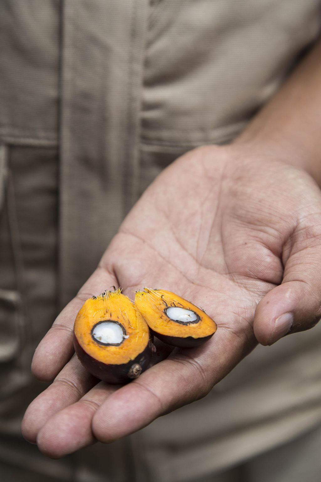 olio palma (afp)&nbsp;