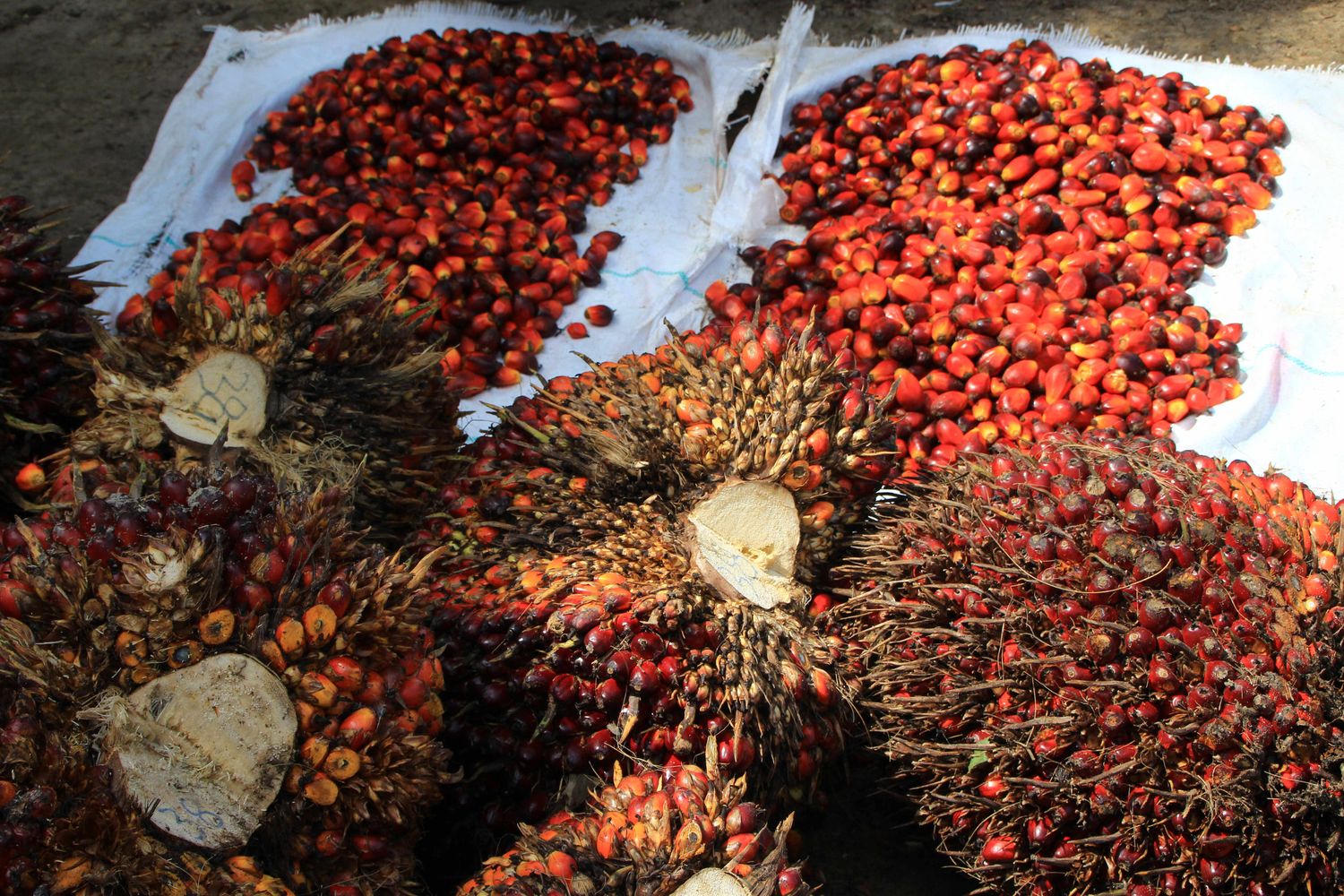 olio palma (Agf)&nbsp;