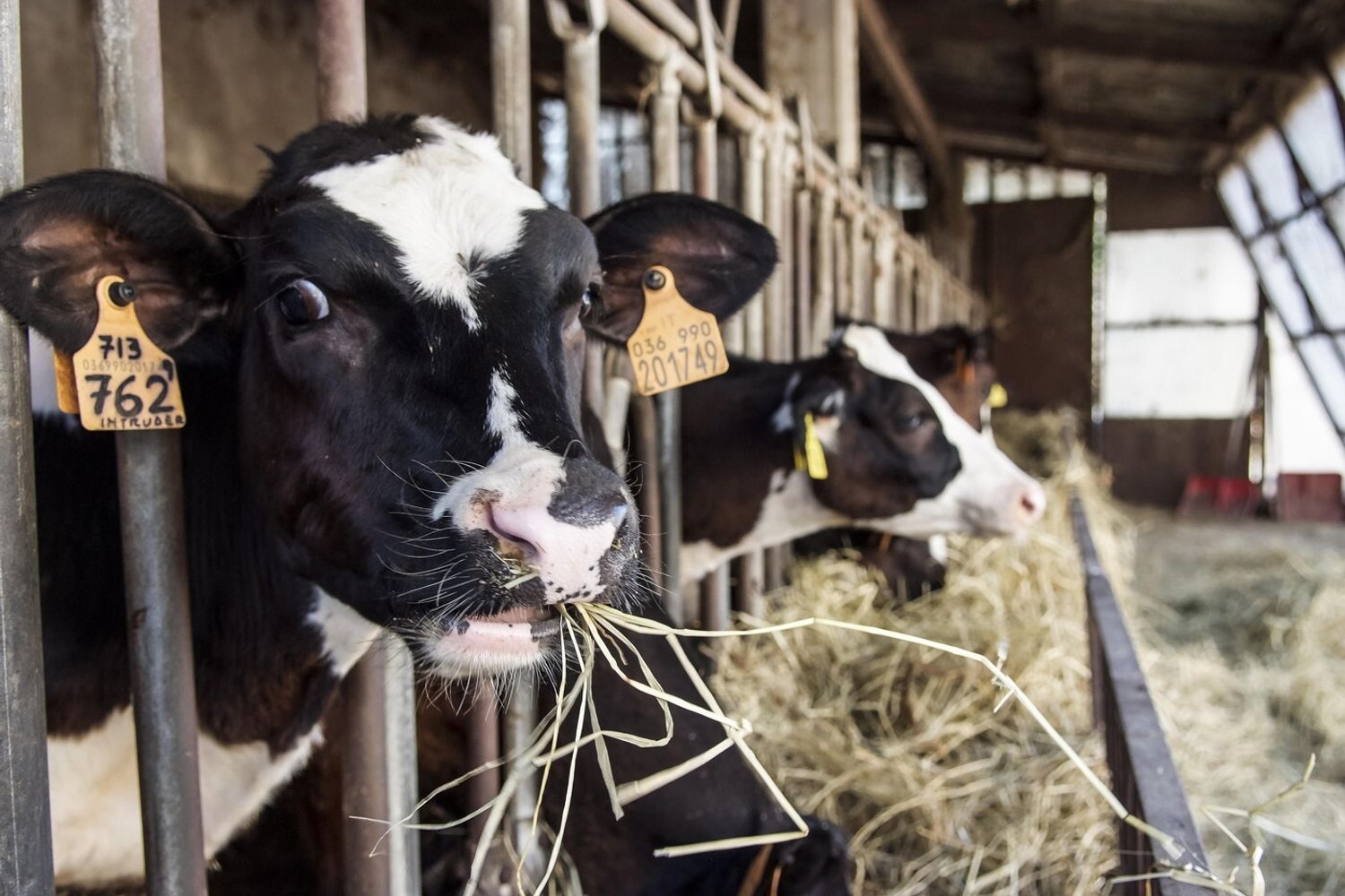 allevamento bovini (Agf)&nbsp;