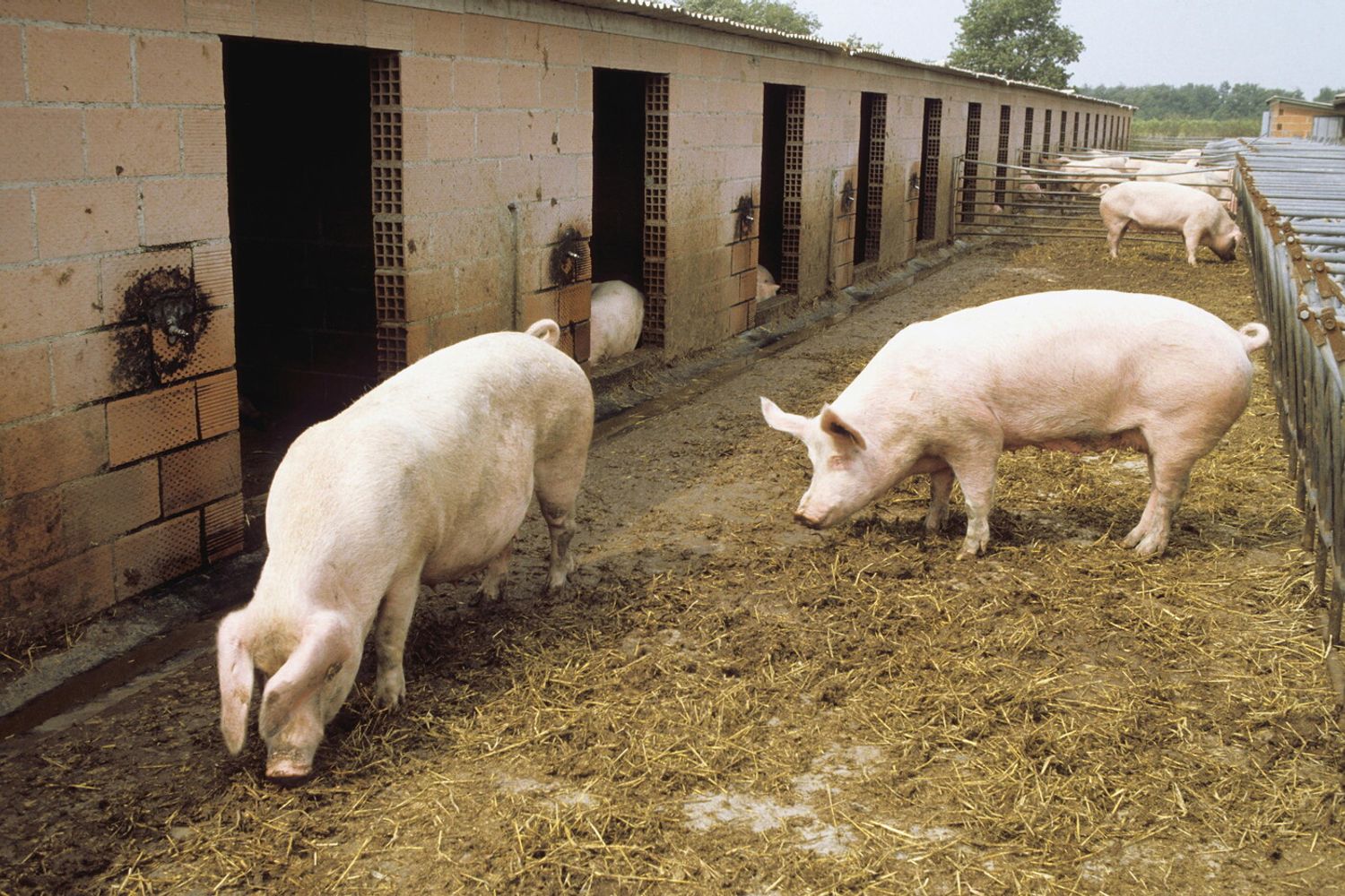 allevamento maiali (Agf)&nbsp;