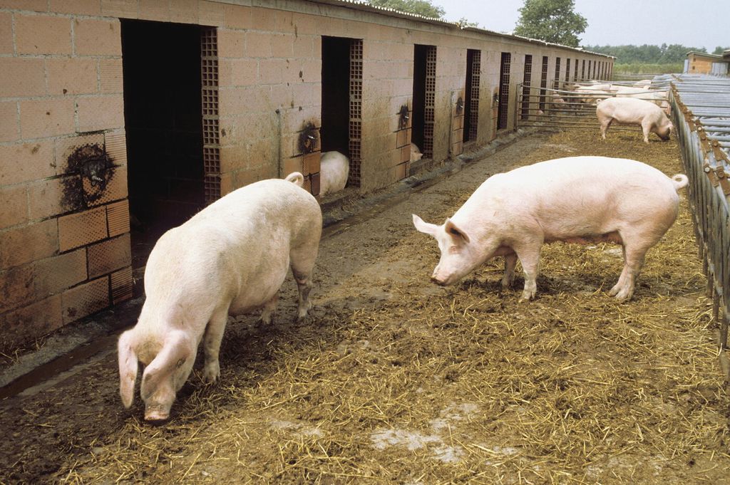 allevamento maiali (Agf)&nbsp;