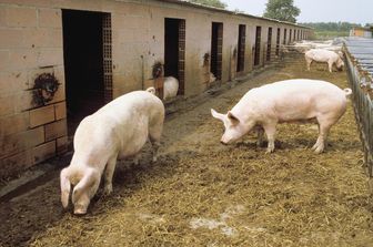 allevamento maiali (Agf)&nbsp;