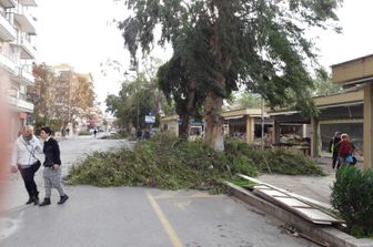 Maltempo, Ladispoli, Cerveteri, albero caduto (foto diLorenzo Davanzo, Agi)&nbsp;7 novembre 2016