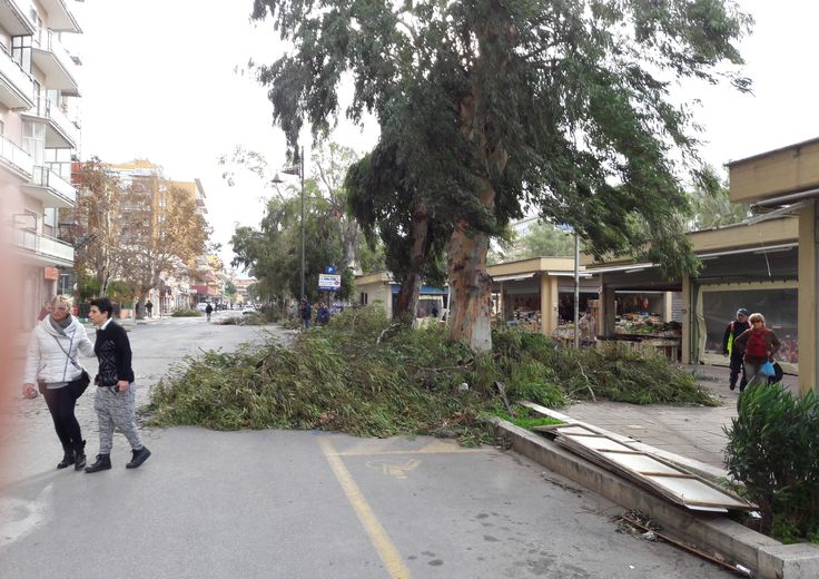 Maltempo, Ladispoli, Cerveteri, albero caduto (foto diLorenzo Davanzo, Agi)&nbsp;7 novembre 2016