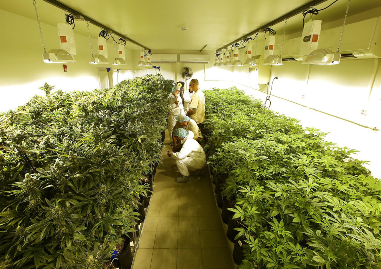 coltivazione di cannabis (agf)&nbsp;